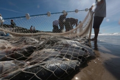 Estado protocola ação no STF para derrubada das cotas para a pesca artesanal da tainha