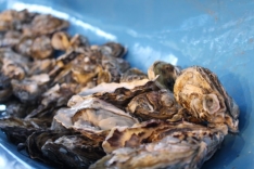 Consumo, retirada e comercialização de moluscos bivalves é proibida na Ponta do Papagaio