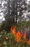 Curso de combate a incêndios florestais visa formar brigada no Paest